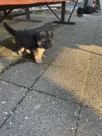 Štěňata NO dlouhostrsta