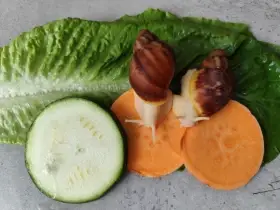 Africký šnek Archachatina rhodostoma Benin albino body