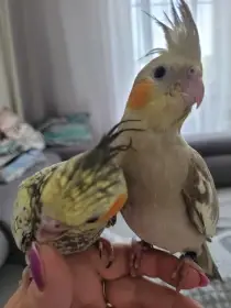 Ručně dokrmené samičky korelek
