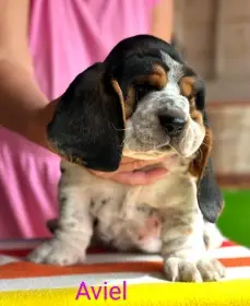 Basset Hound štěňátko s PP s výborným rodokmenem
