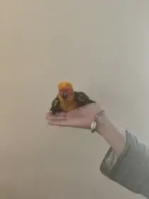 Aratinga sluneční