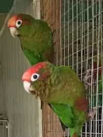 1,1 pyrura rudohlavý kr23odchov 25