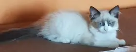 Nabízím ragdoll