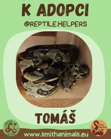 Hrozný královský Tomáš hledá domov