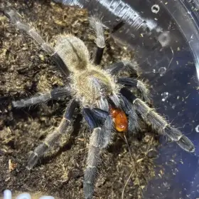 0.0.1 O. aureotibialis