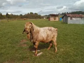Prodám AN kozla