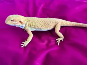 Hypo het Trans Leatherback