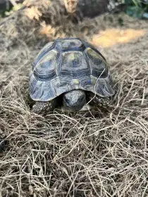 Testudo Hermani
