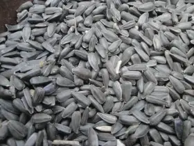 Slunečnice