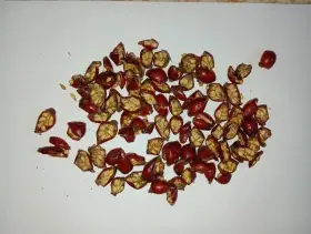 Sušené BIO šípky – půlené, balené v eko papíru 
