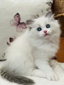 Bailey - Blue bicolor kluk