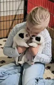 Prodám štěňata Jack Russell teriéra s PP