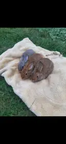 Zakrsli kralicci... králíci