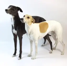 Whippet / vipet