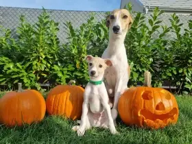 Matka vrhu a její štěňátko z vrhu C