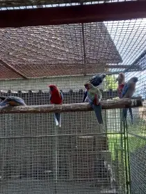Penant ,rosela pestrá