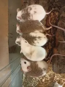 Dospělé mastomyši