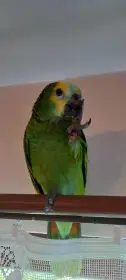 Amazonia aestiva