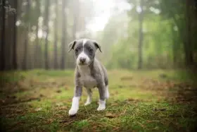 Whippet/vipet štěňátka