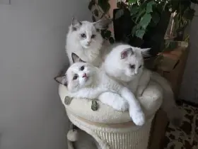 Ragdoll koťata s PP