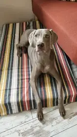 Samantha Výmarský ohař- 2 roky