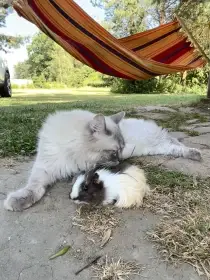 8letý Ragdoll