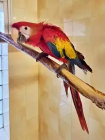 Ara Arakanga 2025 - samec 2