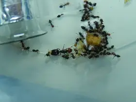 Crematogaster schmidti/scutellaris