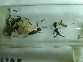 Tetramorium caespitum complex