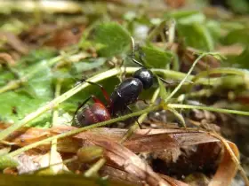 Camponotus ligniperda