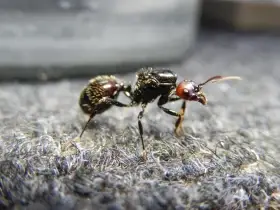 Prodám různé druhy mravenců, české, evropské, exotické