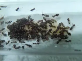 Lasius brunneus
