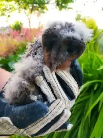 Tyto alba black variant