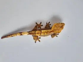 Pagekon řasnatý