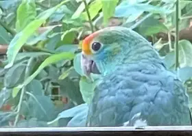 Amazoňan rudooký  - Granada ( Amazona rhodocorytha )