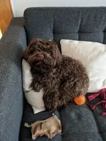 Matka štěňat je velká mazel