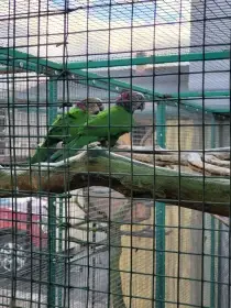 Amazoňany