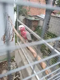 Kakadu růžový