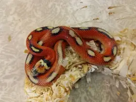 Pár L nelsoni spotted HET Albino, NZ 7/25.
