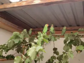 Agapornis etiopský
