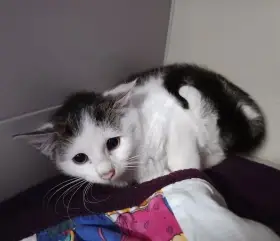 Kočička Zorka hledá nový domov