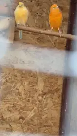 Kanáry prodám