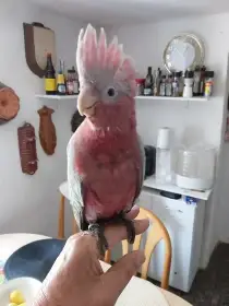 Samička Kakadu ružovy