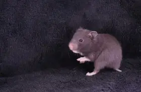 Křeček syrský s PP - samečci z vrhu G