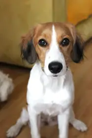 Prodám fenku Kooikerhondje