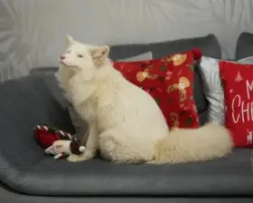 Liška domácí, lišky Pink Champagne, Vulpes Vulpes - jaro rezervace štěňat 2026