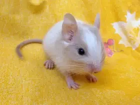 Osmák degu - poslední kluk s PP k rezervaci