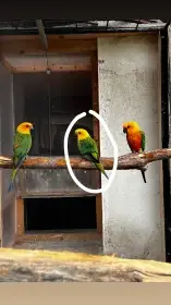 Aratinga jendaj