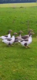 Prodám domácí husy