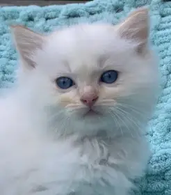 Ragdoll koťátka s PP